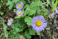 Asters-IMG_9116