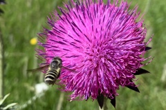 Bee-with-Scottish-Thistle-IMG_8820