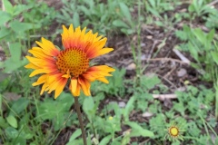 Blanket-flower-Gaillardia-aristataIMG_8910-1