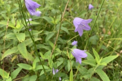 Harebell-Campanula-rotundifolia-IMG_9110
