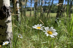 IMG_1654-full-res