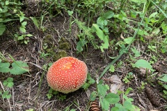 Mushroom-IMG_9109