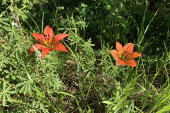 Wood-liliesIMG_8465-1